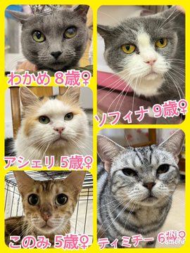 🐾今日の里親様募集中ニャンコ🐱メンバーです🐾2023,6,5【保護犬カフェ天神橋店】